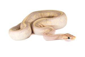 Python regius, banana super stripe
